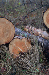 Vivid autumnal forestry scene; freshly sawn logs among fallen leaves, raw materials for the lumber industry, and the natural art of wood rings visible.
