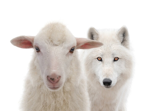 Polar white wolf and sheep isolated on white background.