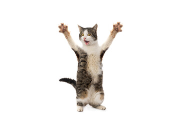 surprised cat stands on its hind legs with open mouth