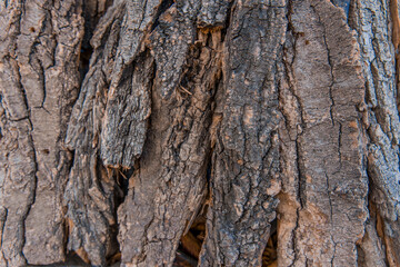 tree bark wooden texture close up wallpaper background simple photo