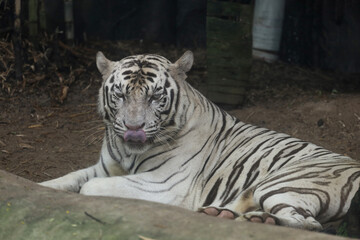 Close up white tiger is sit down and rest on floor