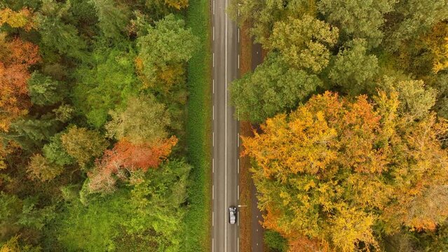 Road through an autumn forest seen from above during a beautiful fall day with multiple colors of leaves on the trees in nature.