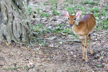 The female deer in garden at thailand
