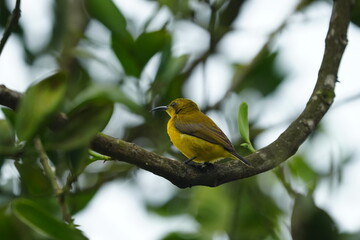 The female Olive-backed Sunbird, scientifically known as Cinnyris jugularis, is a small passerine bird found in parts of Asia, particularly in tropical and subtropical regions. |黄腹花蜜鸟