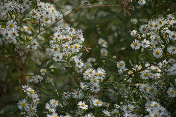 close-up of honey bee in flight