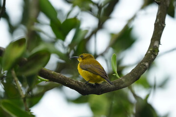 The female Olive-backed Sunbird, scientifically known as Cinnyris jugularis, is a small passerine bird found in parts of Asia, particularly in tropical and subtropical regions. |黄腹花蜜鸟
