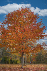 Fototapeta premium golden maple tree