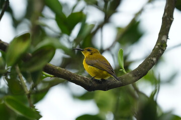 The female Olive-backed Sunbird, scientifically known as Cinnyris jugularis, is a small passerine bird found in parts of Asia, particularly in tropical and subtropical regions. |黄腹花蜜鸟