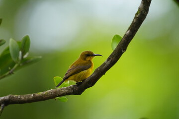 The female Olive-backed Sunbird, scientifically known as Cinnyris jugularis, is a small passerine bird found in parts of Asia, particularly in tropical and subtropical regions. |黄腹花蜜鸟