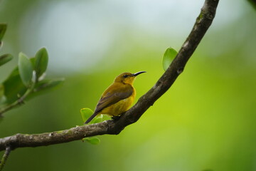 The female Olive-backed Sunbird, scientifically known as Cinnyris jugularis, is a small passerine bird found in parts of Asia, particularly in tropical and subtropical regions. |黄腹花蜜鸟