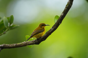 The female Olive-backed Sunbird, scientifically known as Cinnyris jugularis, is a small passerine bird found in parts of Asia, particularly in tropical and subtropical regions. |黄腹花蜜鸟