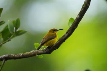 The female Olive-backed Sunbird, scientifically known as Cinnyris jugularis, is a small passerine bird found in parts of Asia, particularly in tropical and subtropical regions. |黄腹花蜜鸟