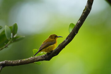 The female Olive-backed Sunbird, scientifically known as Cinnyris jugularis, is a small passerine bird found in parts of Asia, particularly in tropical and subtropical regions. |黄腹花蜜鸟