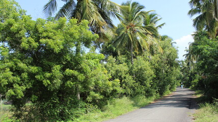 Obraz premium Capture the essence of nature's bounty through enchanting photographs of a serene farmstead, a lush palm tree garden, and a pristine water source.