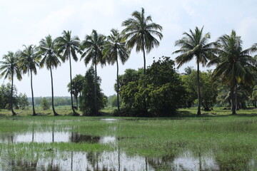 Obraz premium Capture the essence of nature's bounty through enchanting photographs of a serene farmstead, a lush palm tree garden, and a pristine water source.