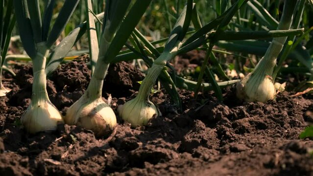 onions grow in the garden. Selective focus.