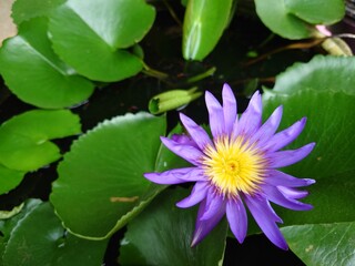 Purple Lotus with lotus leaf in the water.