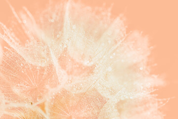Color of the Year 2024 Peach Fuzz. Beautiful soft background. parachutes dandelion. Copy space. soft focus on water droplets. circular shape, abstract background.