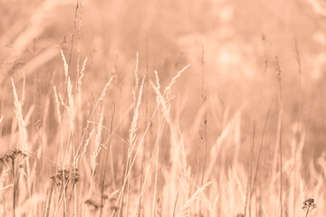 Fototapeta premium The backdrop of an autumn meadow reveals dry grass and tansy flowers, creating a captivating scene toned in trendy Peach Fuzz color of Year 2024