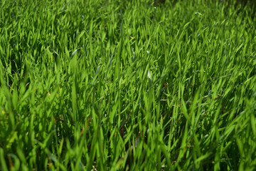 Fototapeta na wymiar Green grass background image