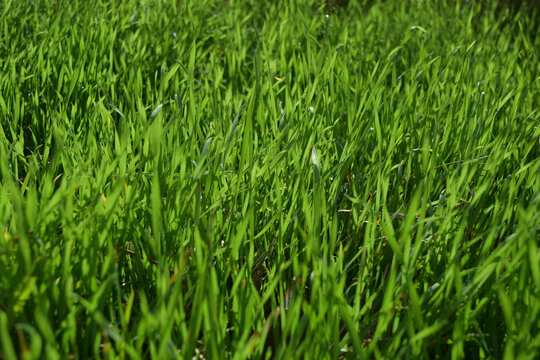 Green grass background image
