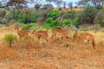 Herd of impalas (Aepyceros melampus) in Tarangire National Park, Tanzania