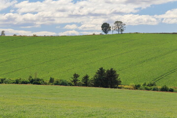 美瑛の親子の木