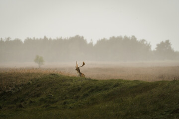 side view of fallow buck with big antlers standing on a meadow with rain and mist behind