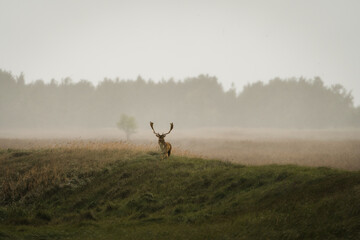 front view of fallow buck with big antlers standing on a meadow with rain and mist behind