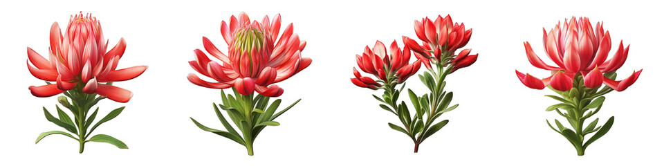 Indian Paintbrush flower clipart collection, vector, icons isolated on transparent background
