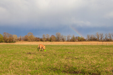 Cute Labrador retriever dog playing with flying disc on a meadow