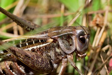 Super macro photo of a dark bush-cricket's head hiding in the grass