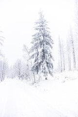 Fototapeta na wymiar Schneelandschaft im Nebel