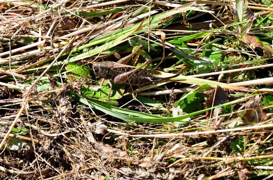 Natural camouflage of the dark bush-cricket in the grass in the meadow