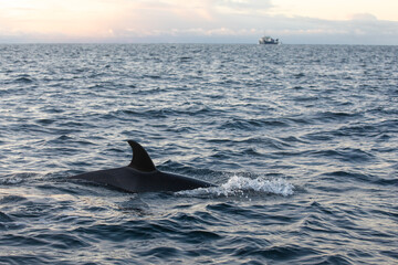 Orca (killer whale) swimming in the cold waters on Tromso, Norway.