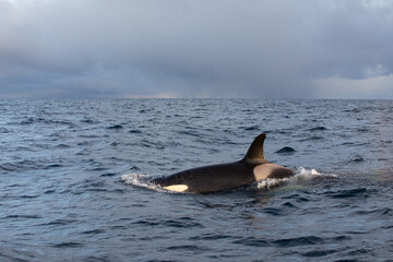Fototapeta premium Orca (killer whale) swimming in the cold waters on Tromso, Norway.