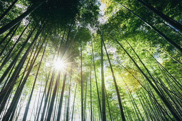 Bamboo forest in the morning with sun light