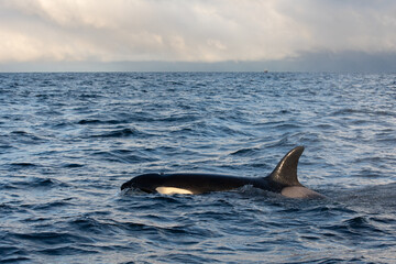 Orca (killer whale) swimming in the cold waters on Tromso, Norway.