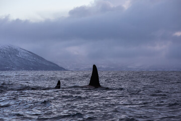 Orca (killer whale) swimming in the cold waters on Tromso, Norway.