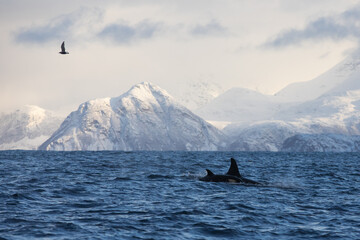Orca (killer whale) swimming in the cold waters on Tromso, Norway. - 689735167