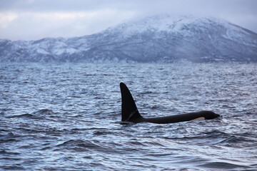 Orca (killer whale) swimming in the cold waters on Tromso, Norway.
