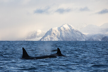 Orca (killer whale) swimming in the cold waters on Tromso, Norway.