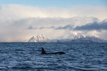 Naklejka premium Orca (killer whale) swimming in the cold waters on Tromso, Norway.