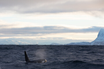 Naklejka premium Orca (killer whale) swimming in the cold waters on Tromso, Norway.
