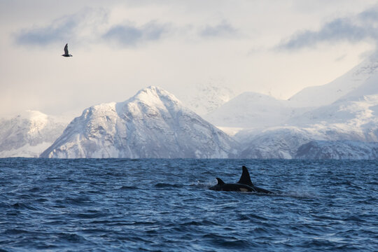 Orca (killer whale) swimming in the cold waters on Tromso, Norway.