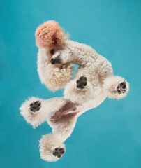 Upside-down Poodle in a playful studio shot, paws waving in the air. Fluffy white fur and soft pads showcase a moment of fun.