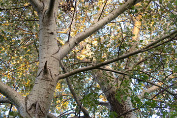 White poplar (populus alba) trunk with white bark