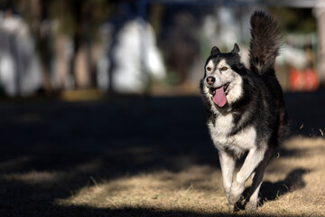 Husky dog running in a park with his tongue out