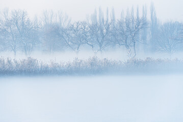 Zimowy krajobraz, drzewa we mgle - obrazy, fototapety, plakaty