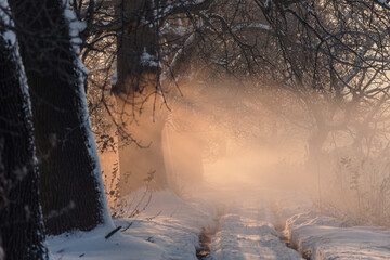 Aleja dębowa w zimowy poranek, krajobraz  © Elżbieta Kaps